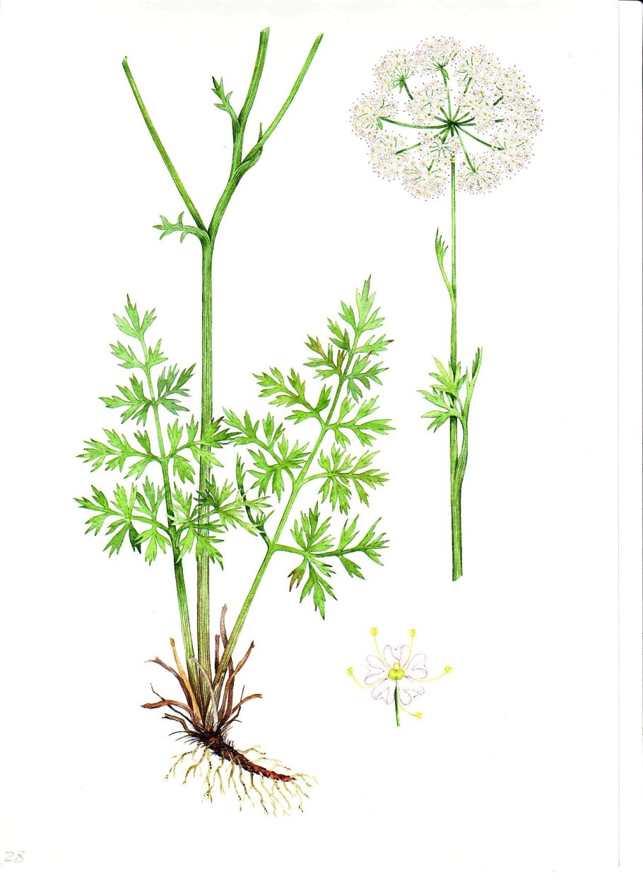 Гирча тонколистная