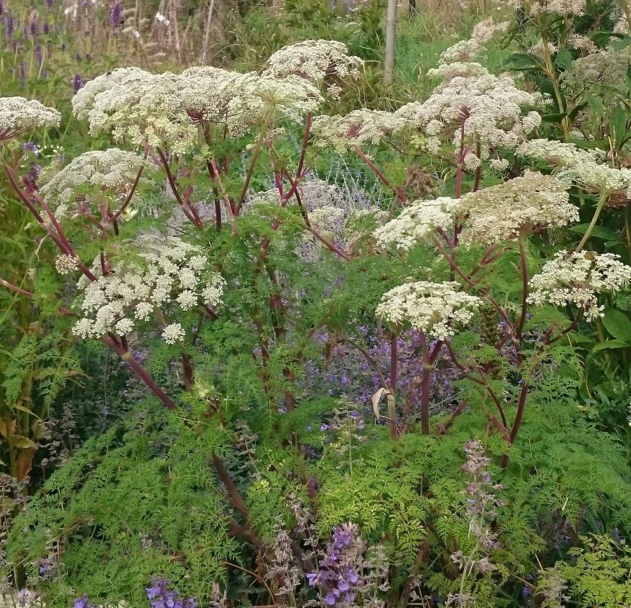 Книдиум Cnidium морковолистный silaifolium
