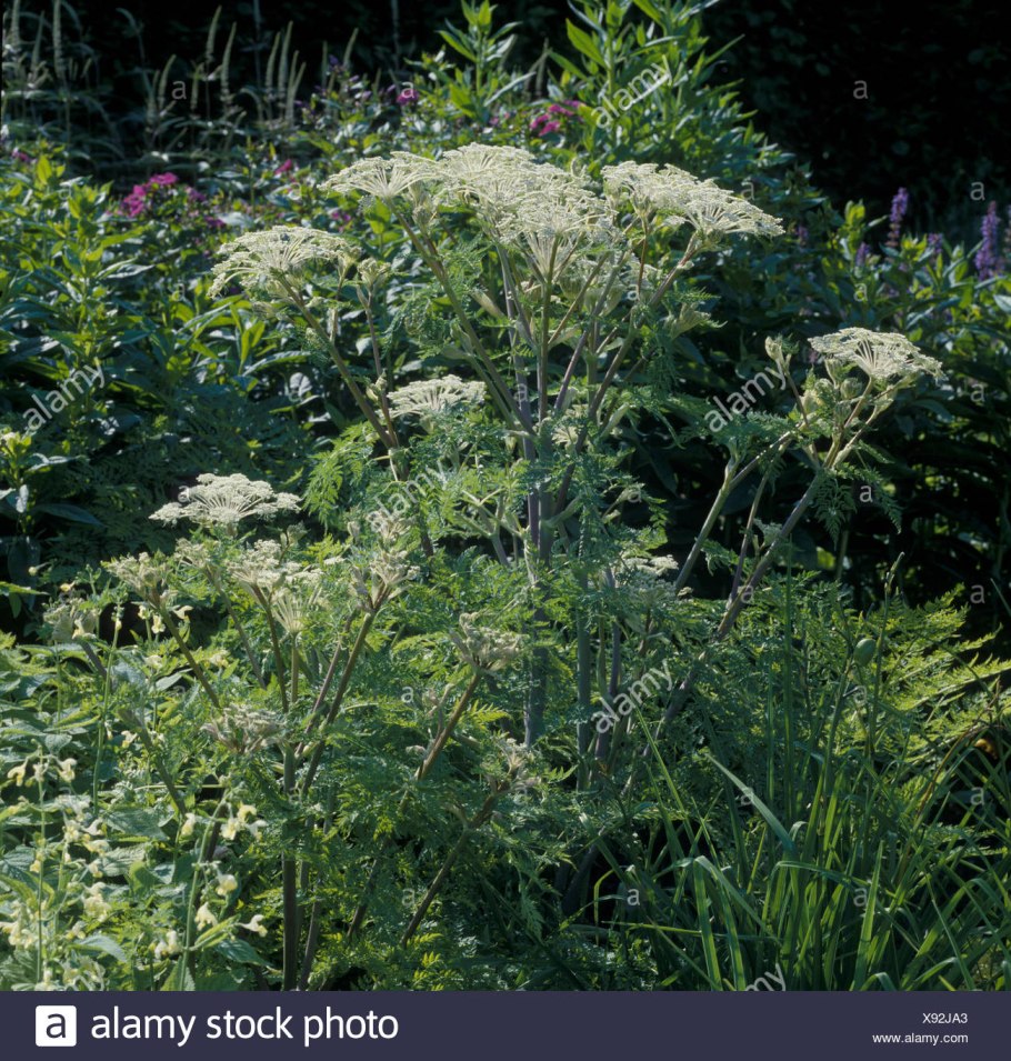 Ligusticum MUTELLINOIDES