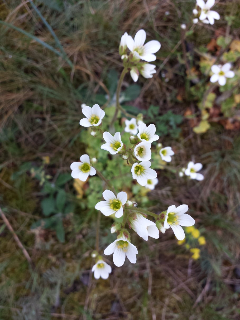Saxifraga granulata
