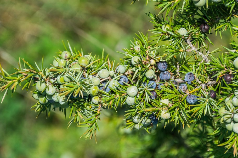 Juniperus californica