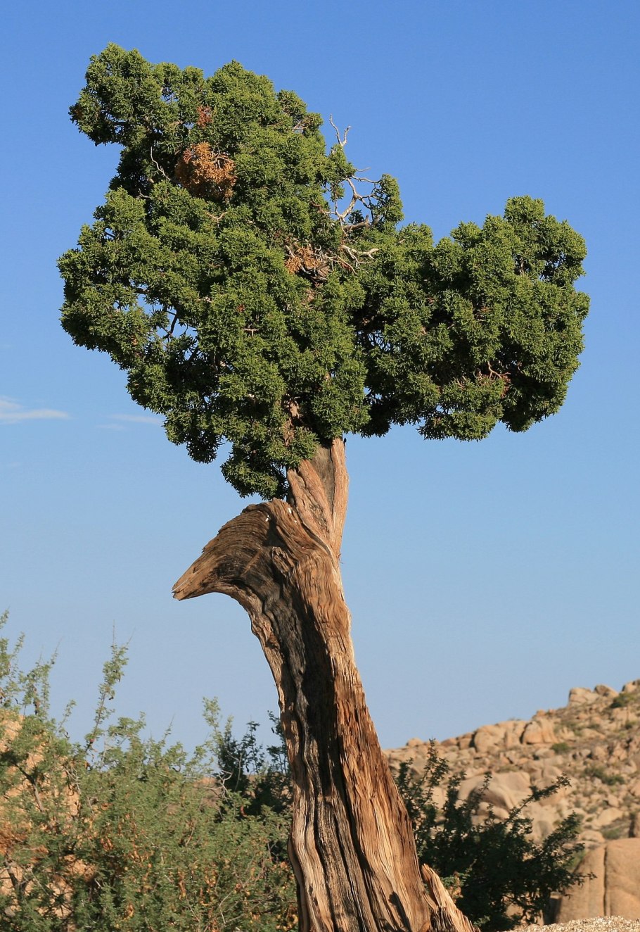 Juniperus californica