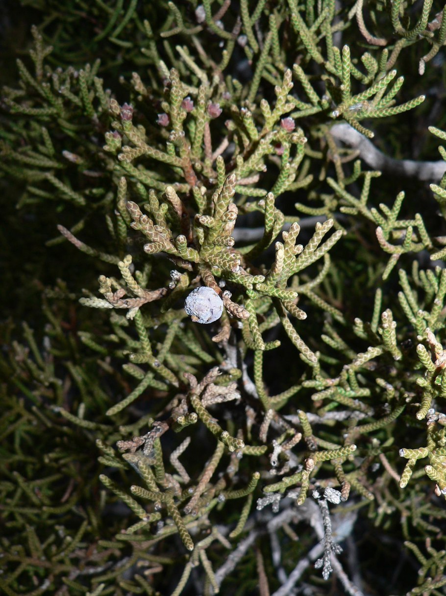Крем just Wacholder Juniper (можжевельник) 100 мл