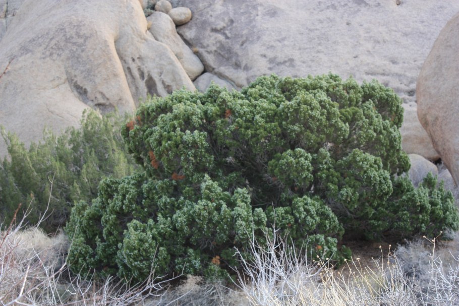 Можжевельник калифорнийский - Juniperus californica