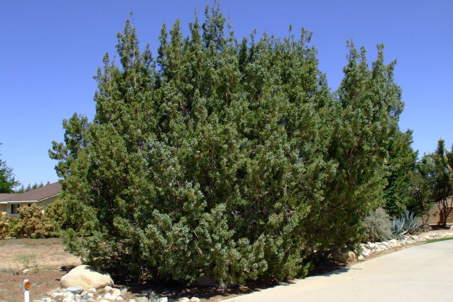 Juniperus californica