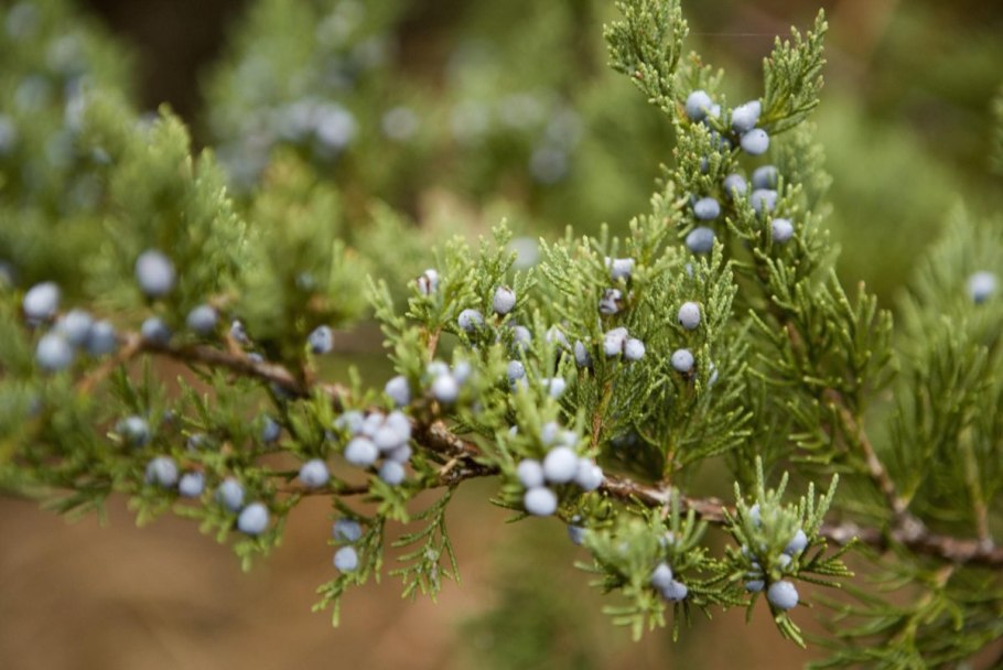 Juniperus californica