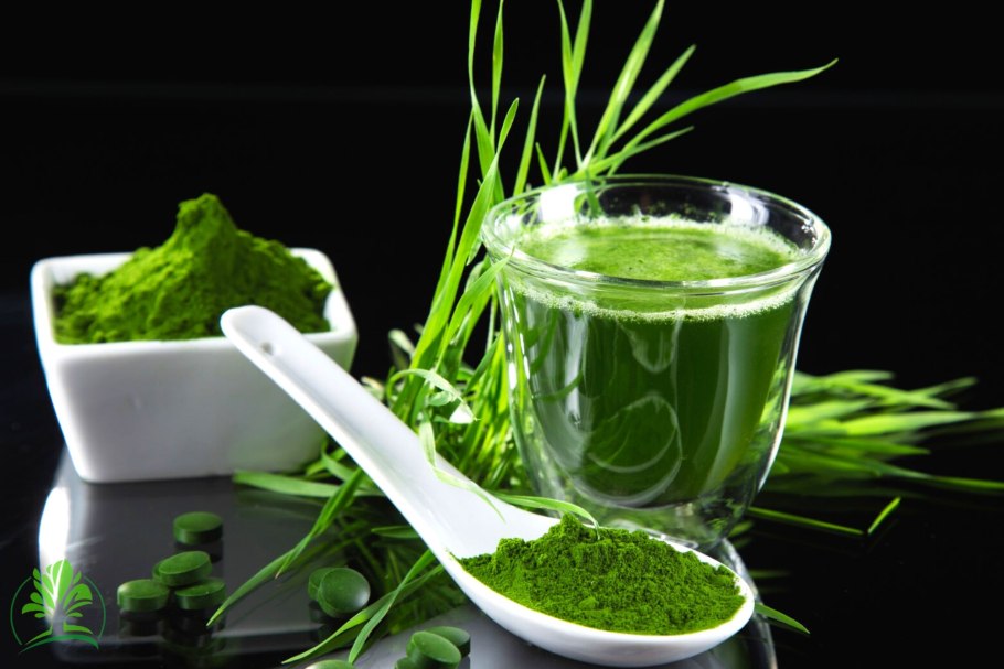 Голубая водоросль спирулина