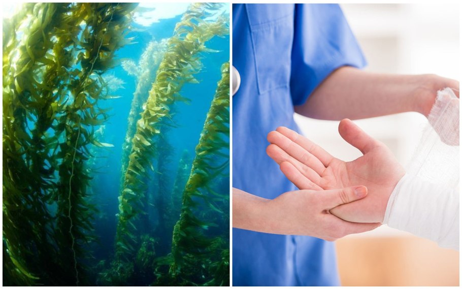 Аллергия на водоросли в море