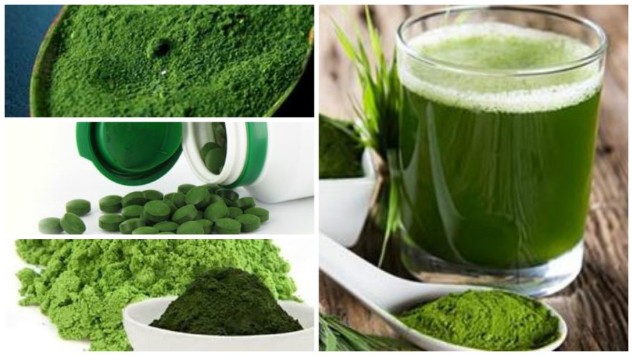 Использование водорослей человеком