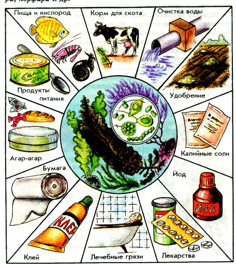 Спирулина спиругуми