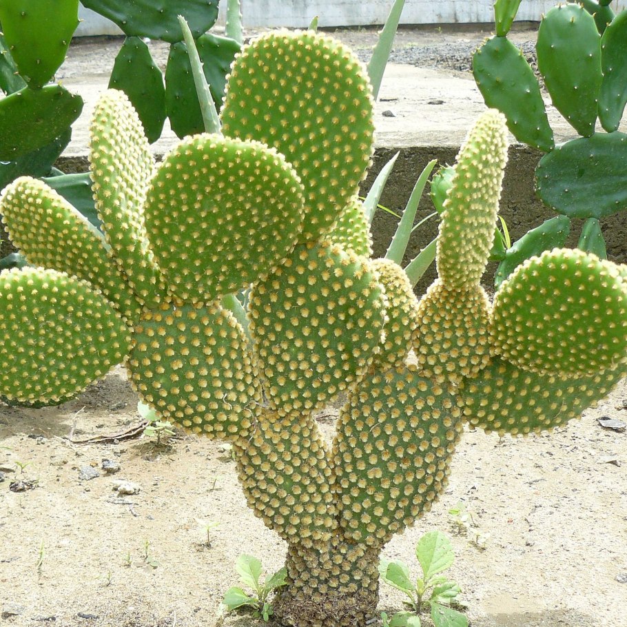 Opuntia Microdasys (опунция мелковолосистая)