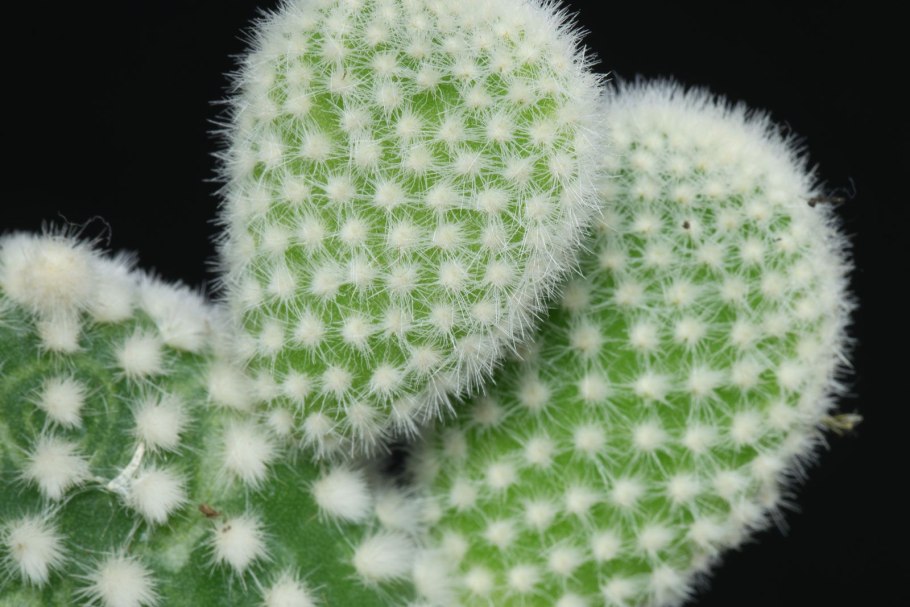 Опунция Госселина Opuntia gosseliniana