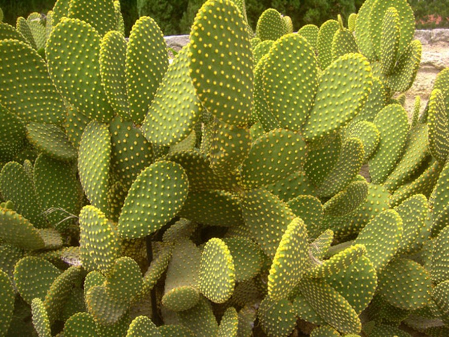 Опунция Госселина Opuntia gosseliniana