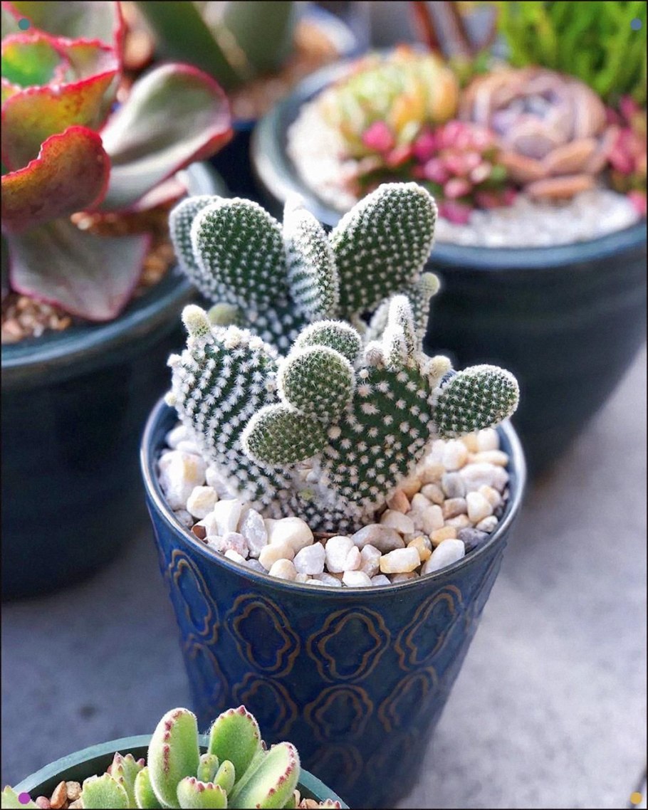 Opuntia Microdasys (опунция мелковолосистая)