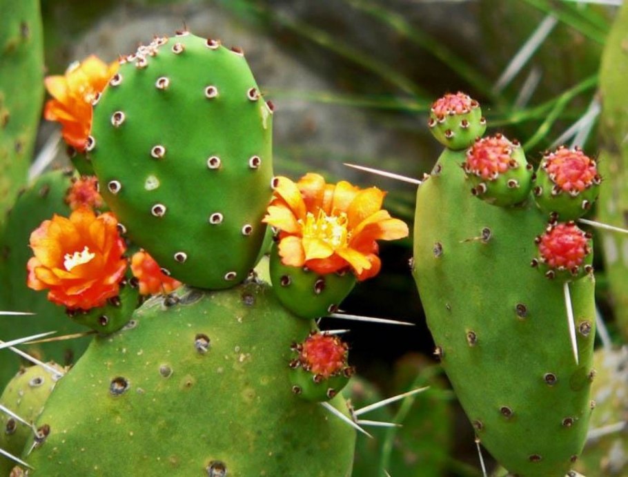 Опунция Госселина Opuntia gosseliniana