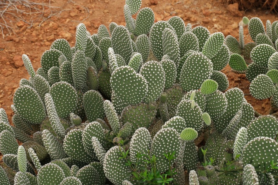 Opuntia Microdasys (опунция мелковолосистая)