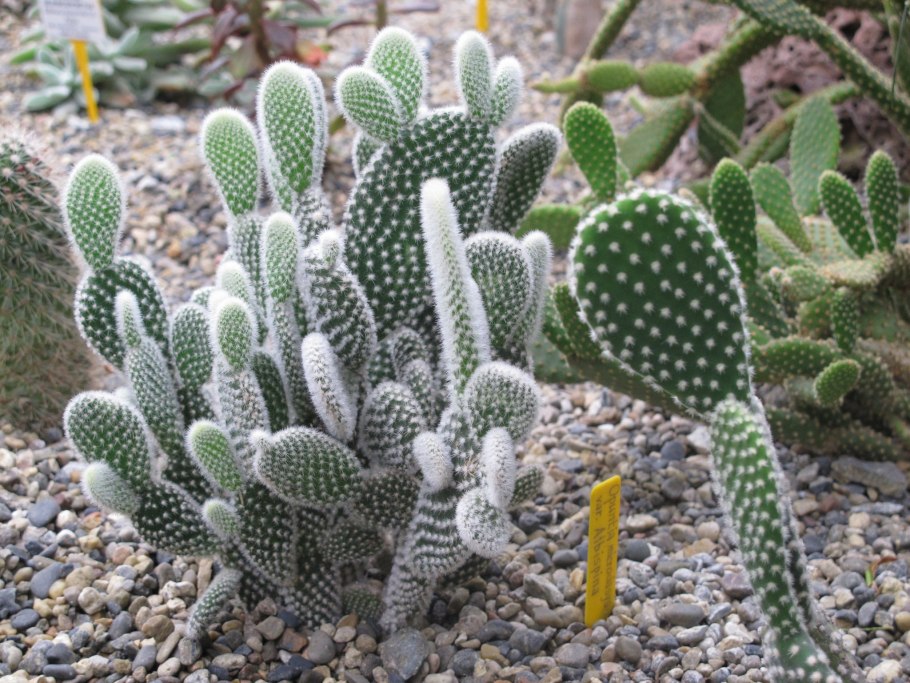 Opuntia Microdasys (опунция мелковолосистая)