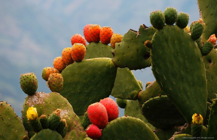 Опунция Госселина Opuntia gosseliniana