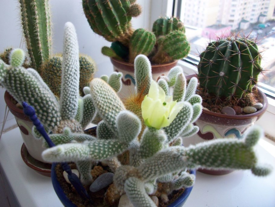 Soft Green Kaktus