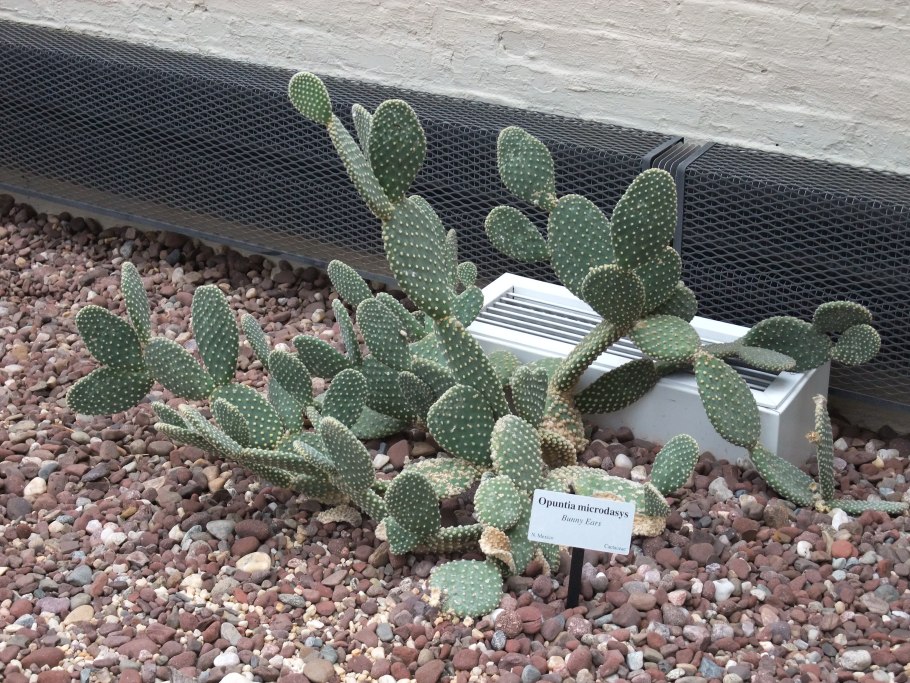 Длинноостная опунция Opuntia longispina