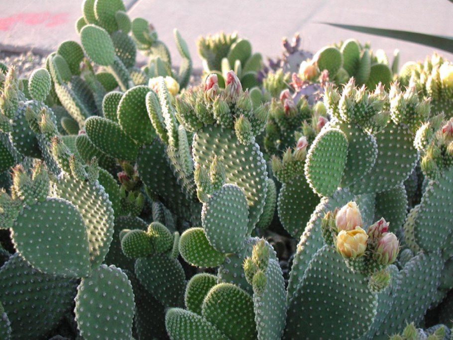 Опу̀нция мелковолосистая – Opuntia Microdasys