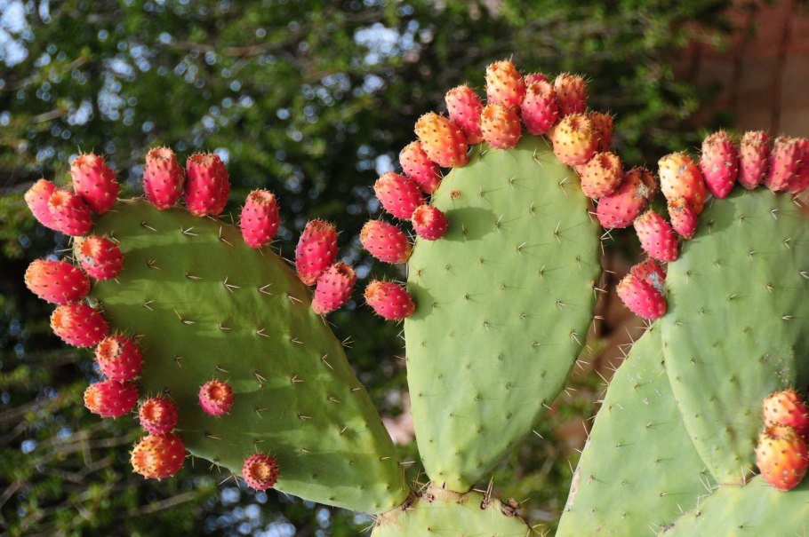 Опунция микс 5/14 (Opuntia gemengd)