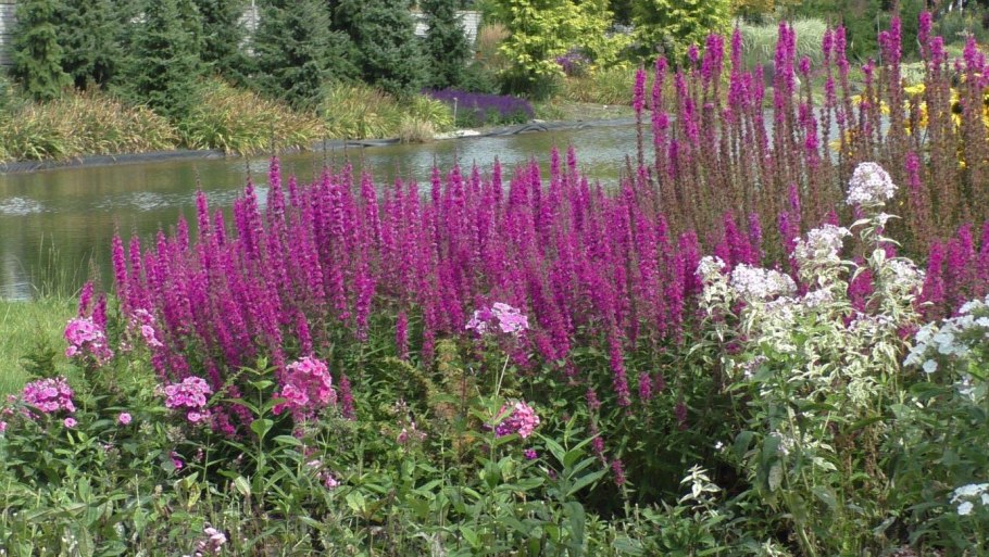 Дербенник ивоподобный Роберт