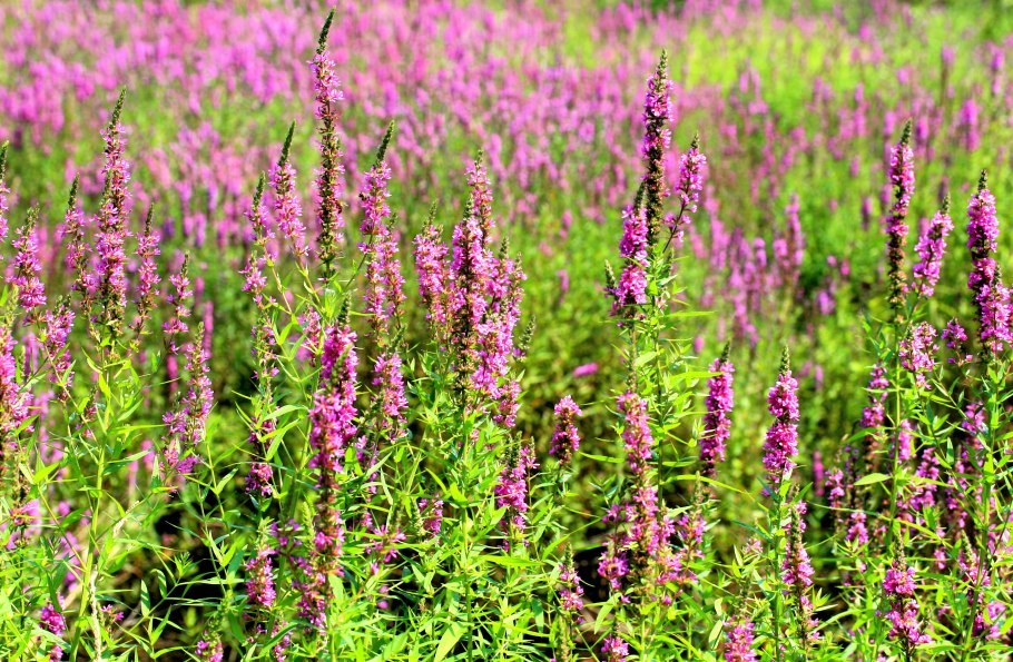 Дербенник иволистный