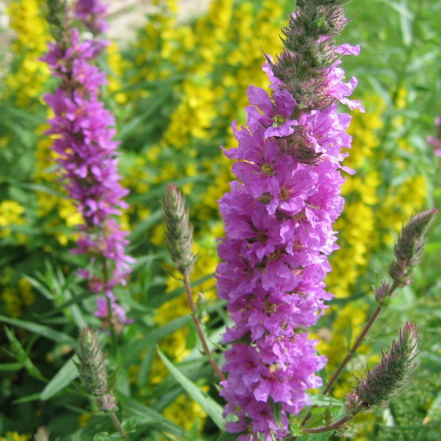 Вербейник криволистный