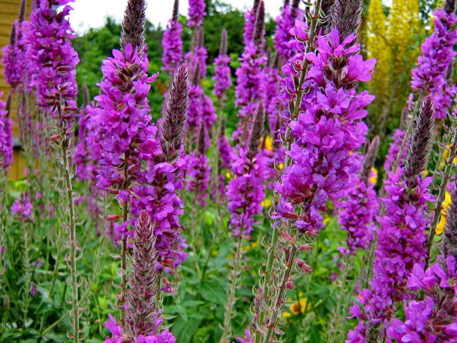 Дербенник вязолистный