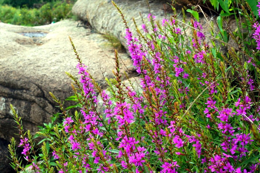 Дербенник вязолистный