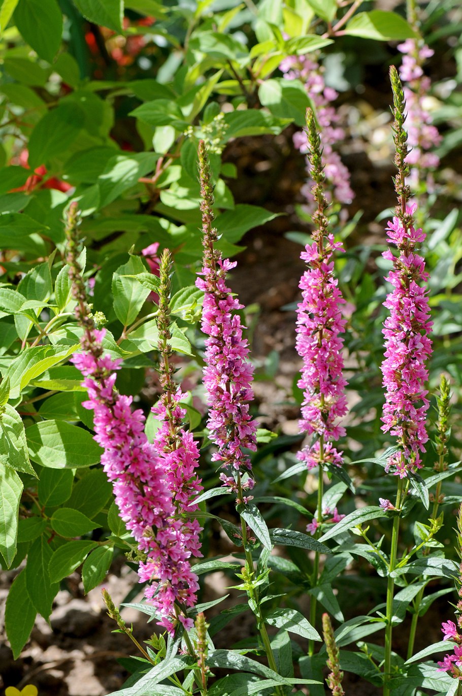 Дербенник иволистный (Lythrum salicaria &#96;Lady Sackville&#96;)