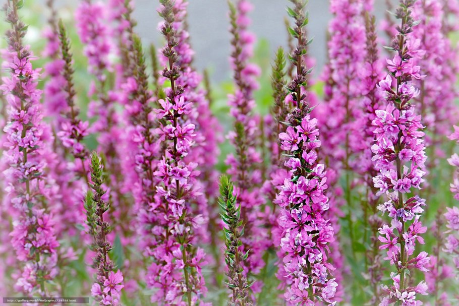 Вербейник криволистный