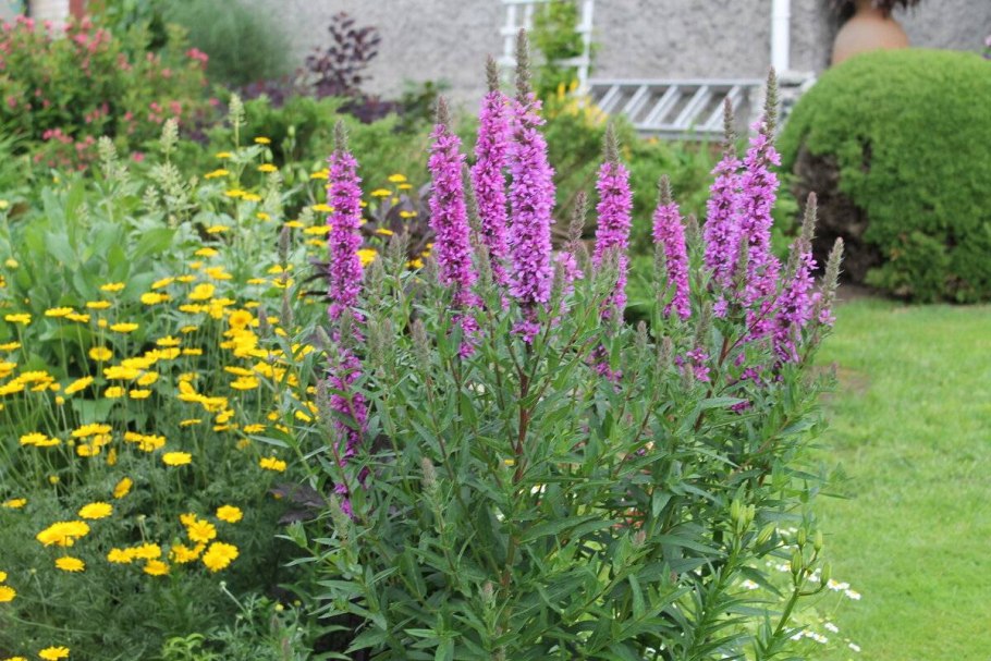 Вербейник криволистный