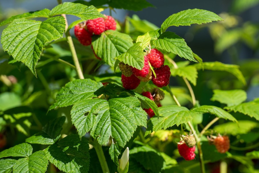 Малина превосходная Rubus spectabilis