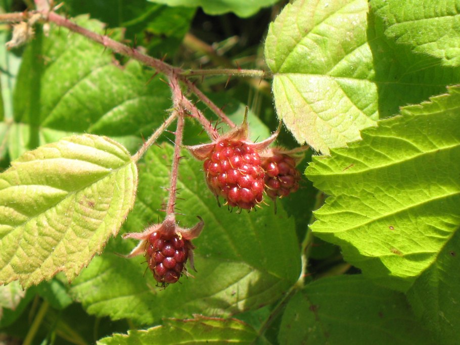 Малина превосходная Rubus spectabilis