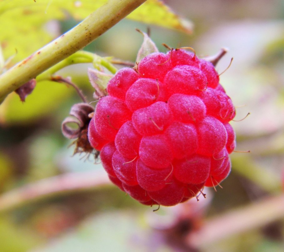 Выращивание малины дома