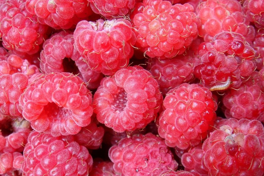 Малина превосходная Rubus spectabilis