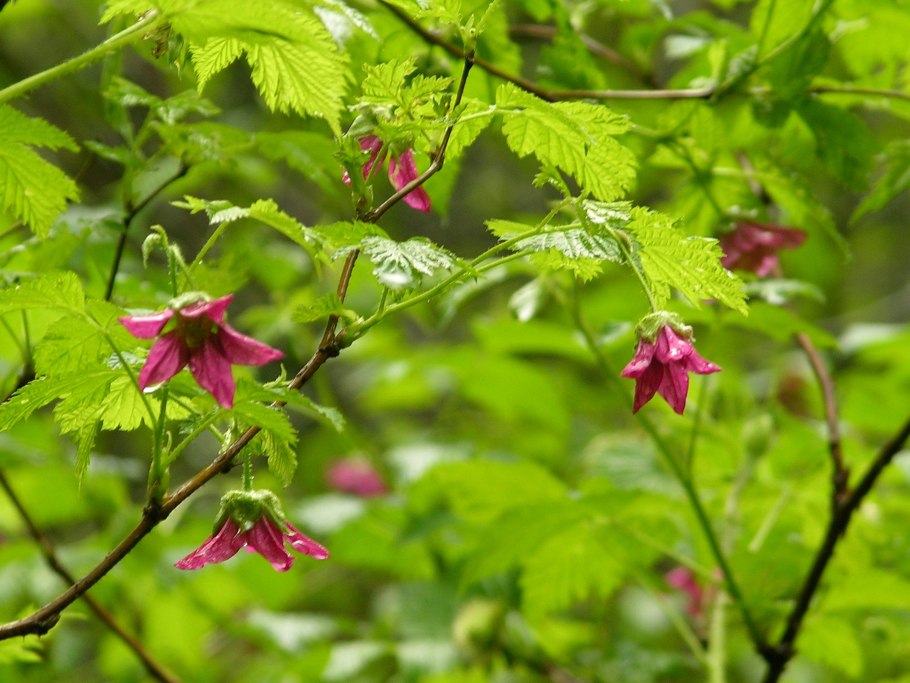 Цветущая малина