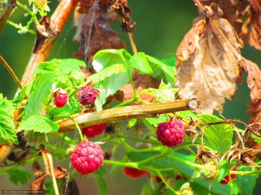 Когда цветет малина