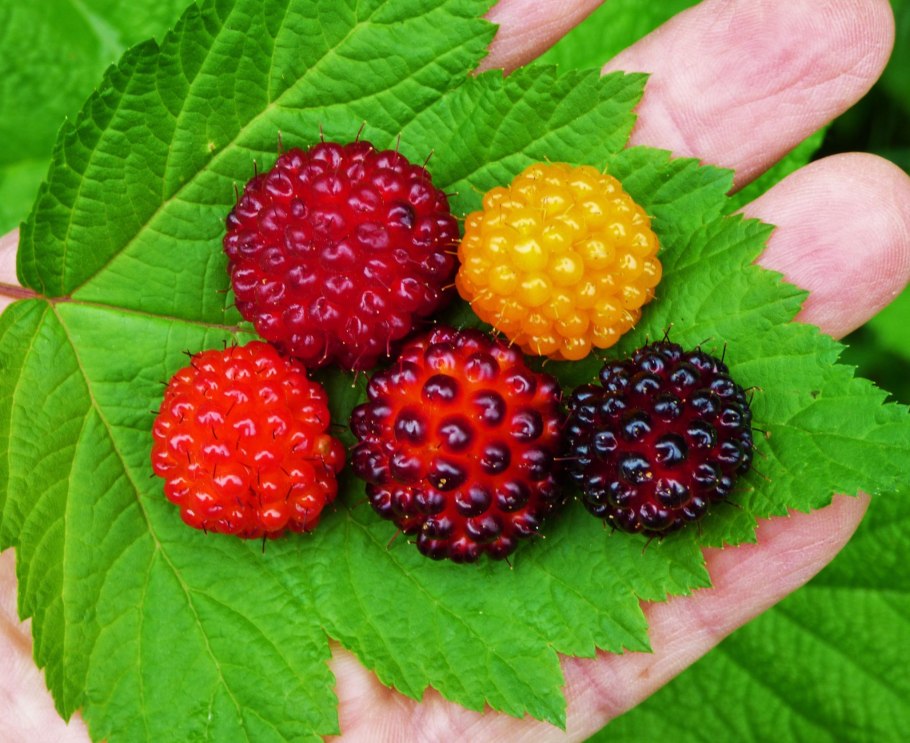 Рубус Спектабилис