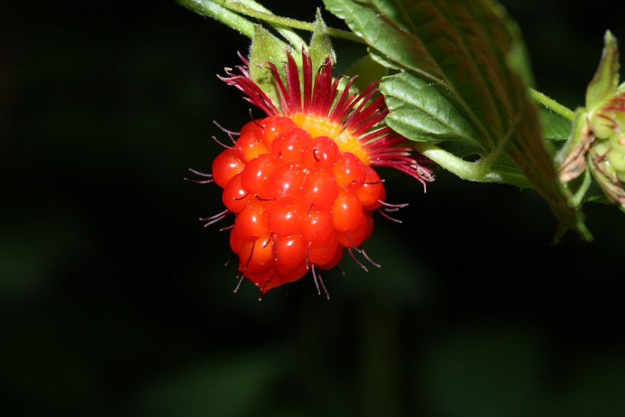 Малина превосходная Rubus spectabilis