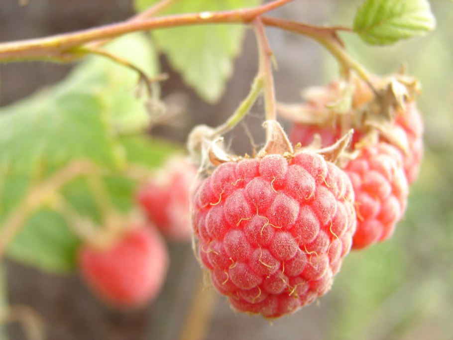 Малина Васена