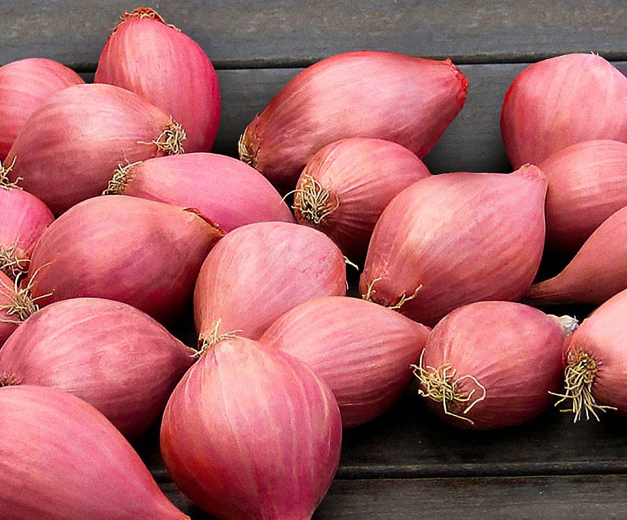 Сорт лука Россана