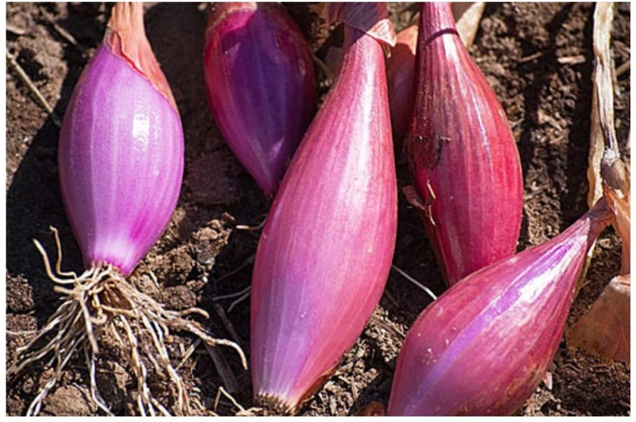 Сорта фиолетового севка лука Кармен