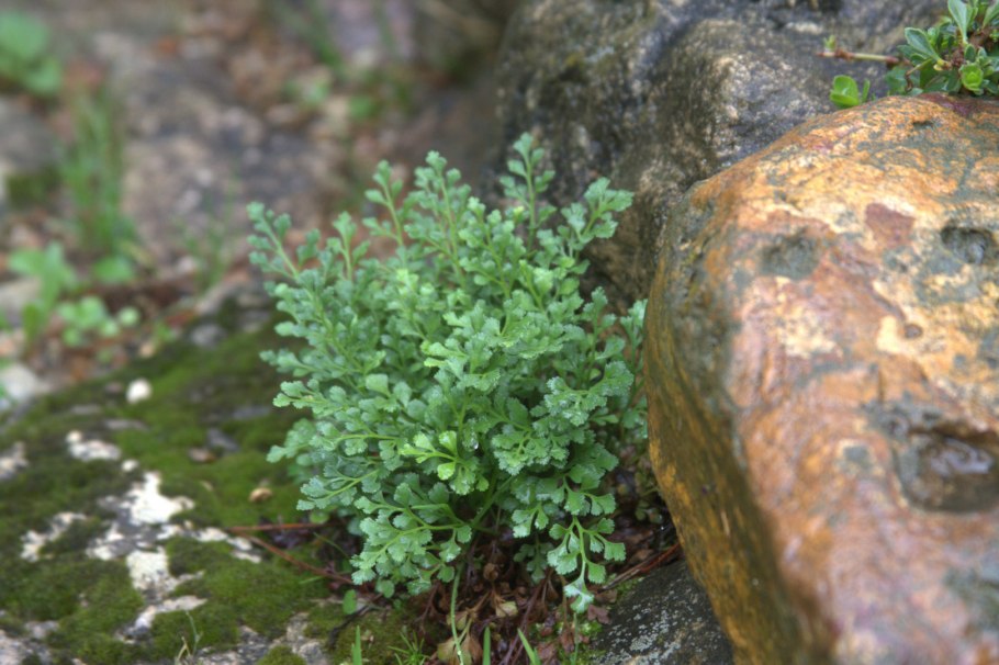 Костенец trichomanes