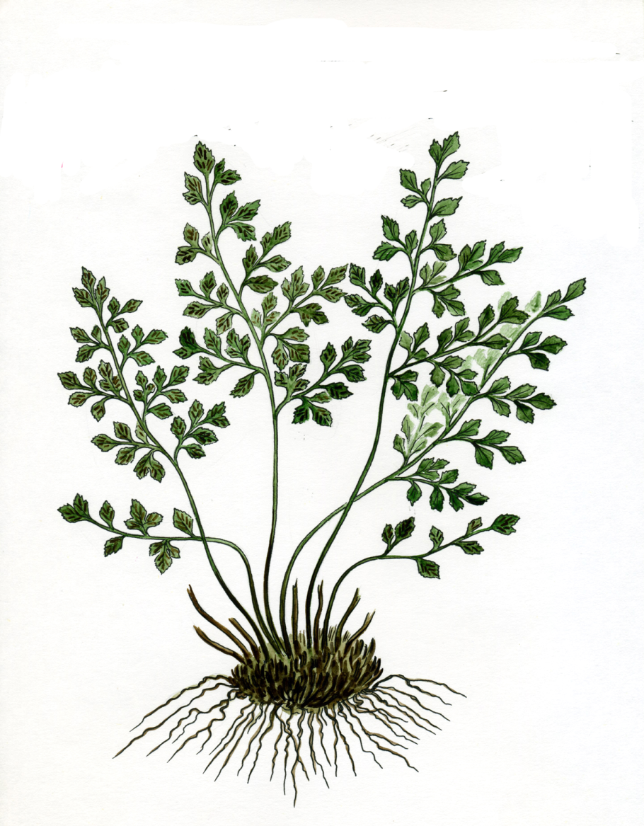 Костенец рута постенная