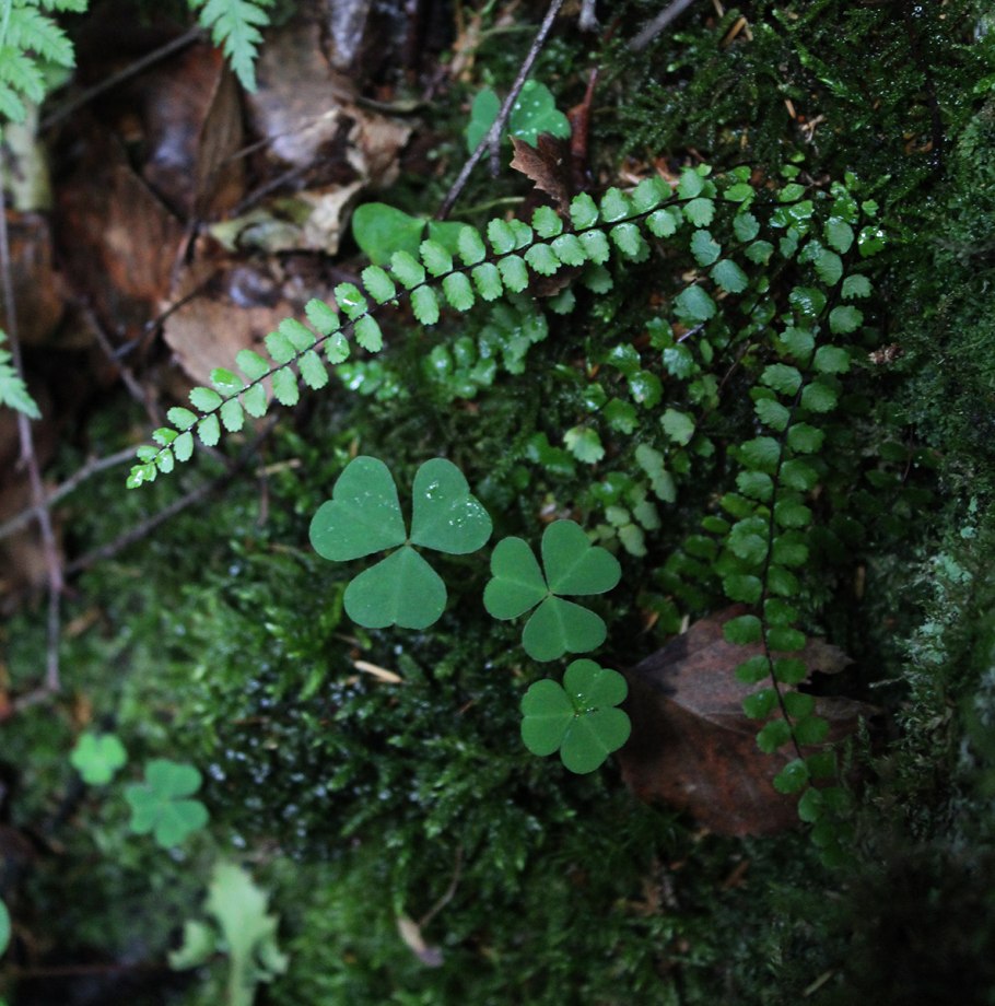 Плющ на альпийской Горке