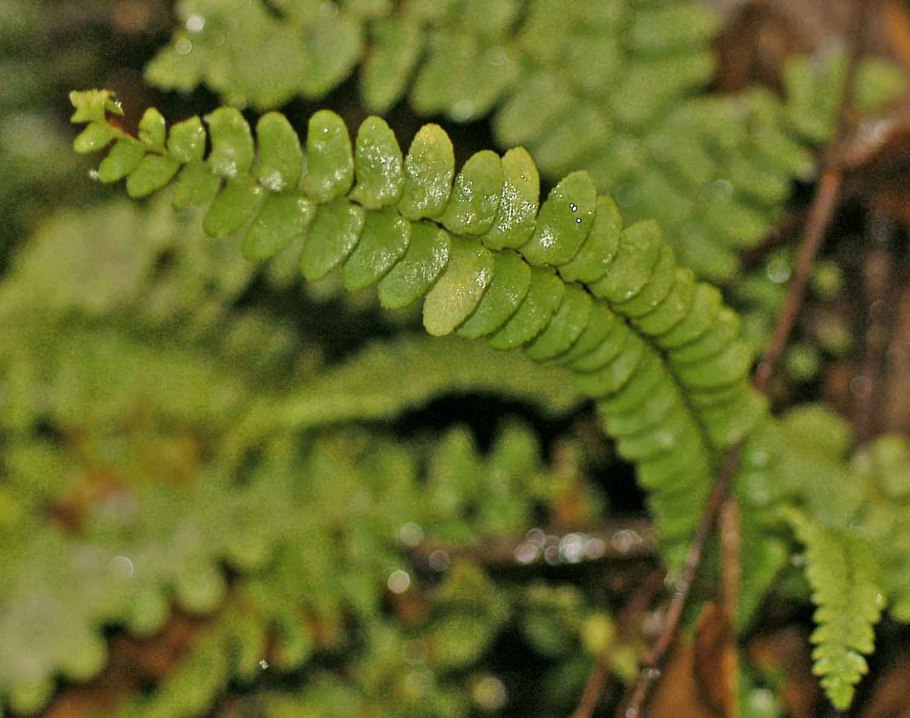 Asplenium incisum