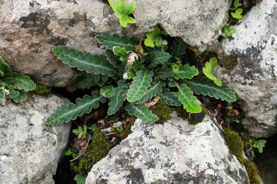 Asplenium ceterach